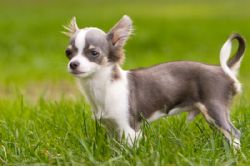 Chihuahua