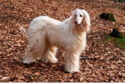 Afghan Hound