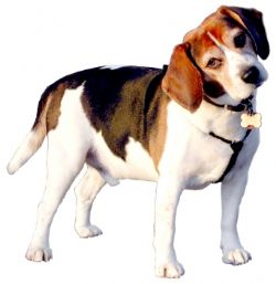 Beagle