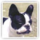BULLDOG FRANCÊS