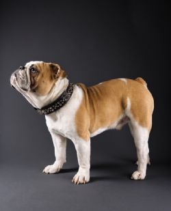 Bulldog Ingles