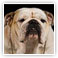 BULLDOG INGLÊS