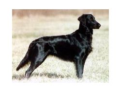 Flat-coated Retriever