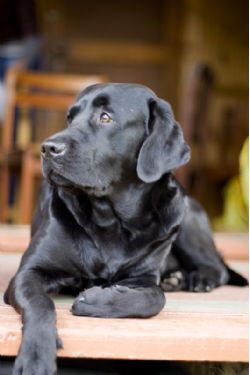 Retriever Do Labrador