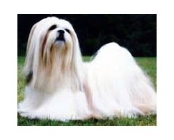Lhasa Apso