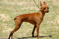 Pinscher Miniatura