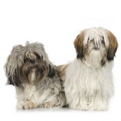 Shih-tzu