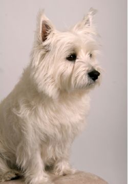 West Highland White Terrier